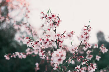 Nahaufnahme eines Gartens mit Mandelbaum und rosa blühenden schönen Blumen - ADSF00924