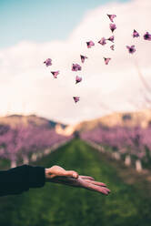 Crop hand of unrecognizable person throwing up pink flowers in the garden. - ADSF00926