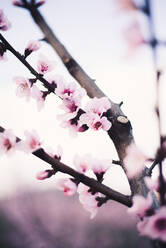 Nahaufnahme eines Gartens mit Mandelbaum und rosa blühenden schönen Blumen - ADSF00927