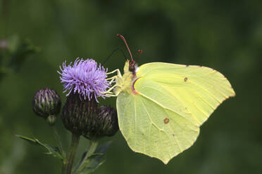 Gewöhnlicher Steinbeißer (Gonepteryx rhamni) sitzt auf einer Distel - JTF01599