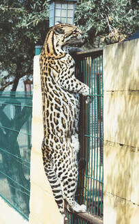 Seitenansicht einer Leopardenkatze, die am Gitter im Zoo steht. - ADSF00971