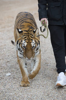 Ein unkenntlicher Mann geht mit einem angeleinten Tiger im Zoo spazieren. - ADSF00972
