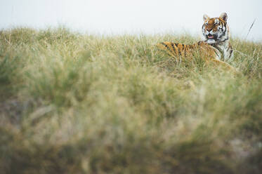 Tiger im grünen Gras - ADSF00974