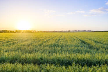 Weites grünes Haferfeld (Avena Sativa) bei Sonnenuntergang im Sommer - SMAF01903