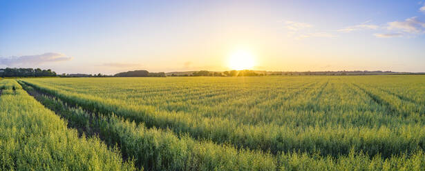Panorama eines großen grünen Haferfeldes (Avena Sativa) bei Sonnenuntergang - SMAF01904
