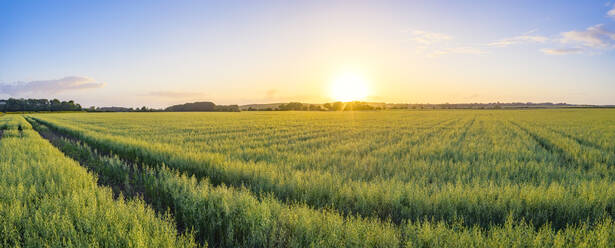 Panorama of vast green oat (Avena Sativa) field at summer sunset - SMAF01904