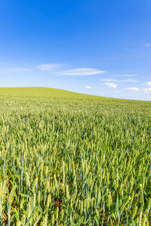 Weites grünes Weizenfeld im Sommer - SMAF01906