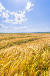 Großes Feld mit gelber Gerste (Hordeum vulgare) im Sommer - SMAF01909