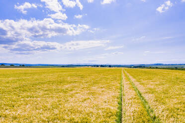 Vast yellow barley (Hordeum vulgare) field in summer - SMAF01912