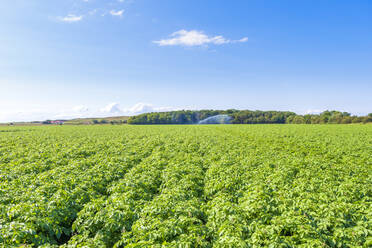 Potatoes (Solanum tuberosum) growing in vast summer field - SMAF01917