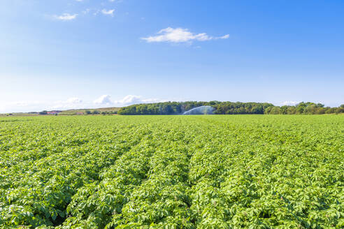 Kartoffeln (Solanum tuberosum) auf einem großen Sommerfeld - SMAF01917