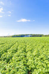 Kartoffeln (Solanum tuberosum) auf einem großen Sommerfeld - SMAF01918