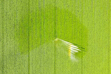 Luftaufnahme einer Beregnungsanlage zur Bewässerung eines großen Kartoffelfeldes im Sommer - SMAF01921