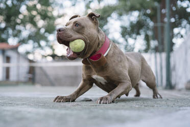 Dog playing with ball outdoors - ADSF01075