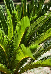 Nahaufnahme� von üppig grünen Palmenblättern im Sonnenlicht - ADSF01098