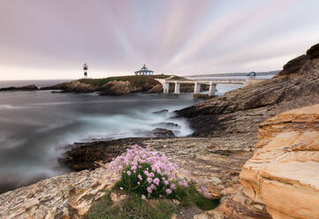 Bunch of pretty wild flowers growing on rocky coast near wonderful sea in morning - ADSF01170