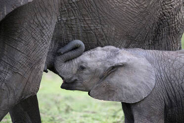 Afrikanischer Elefant (Loxodonta africana), Weibchen mit Kalb, Masai Mara National Park, Kenia, Ostafrika, Afrika - RHPLF15398