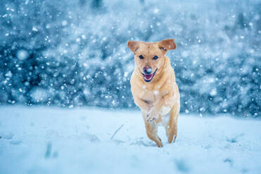 Goldener Labrador läuft durch den Schnee, Vereinigtes Königreich, Europa - RHPLF15557