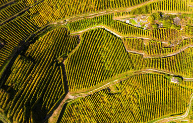 Drohnenansicht von oben auf die Weinberge, Valtellina, Lombardei, Italien, Europa - RHPLF15576