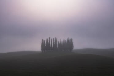 Copse of pencil pines shrouded with mist, San Quirico d'Orcia, Val d'Orcia, UNESCO World Heritage Site, Tuscany, Italy, Europe - RHPLF15592