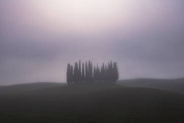 Nebelverhangener Pinienhain, San Quirico d'Orcia, Val d'Orcia, UNESCO-Weltkulturerbe, Toskana, Italien, Europa - RHPLF15592