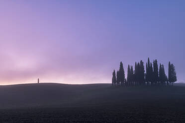 Bleistiftkiefernwäldchen mit einzelnem Baum im Nebel, San Quirico d'Orcia, Val d'Orcia, UNESCO-Weltkulturerbe, Toskana, Italien, Europa - RHPLF15593