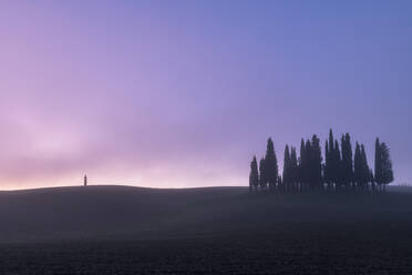Copse of pencil pines with single tree with mist, San Quirico d'Orcia, Val d'Orcia, UNESCO World Heritage Site, Tuscany, Italy, Europe - RHPLF15593