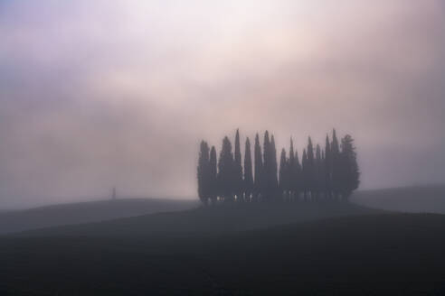 Bleistiftkiefern im Morgennebel, San Quirico d'Orcia, Val d'Orcia, UNESCO-Weltkulturerbe, Toskana, Italien, Europa - RHPLF15594