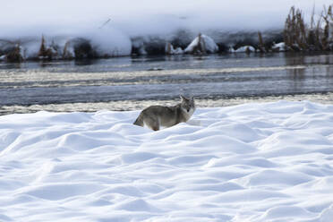 Coyote, Montana, Vereinigte Staaten von Amerika, Nordamerika - RHPLF15596