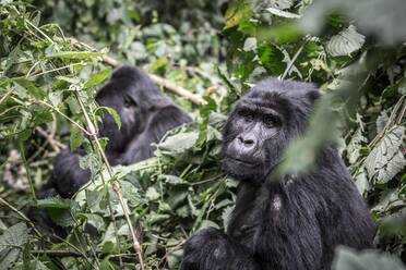 Berggorillas, Uganda, Afrika - RHPLF15603