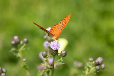 Silver-washed fritillary (Argynnis paphia) perching on thistle - JTF01602