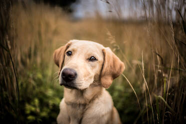 Porträt eines jungen Golden Labradors, der auf einem Feld sitzt, Vereinigtes Königreich, Europa - RHPLF15768