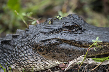 Alligator im Barataria-Sumpf, New Orleans, Louisiana, Vereinigte Staaten von Amerika, Nordamerika - RHPLF15783