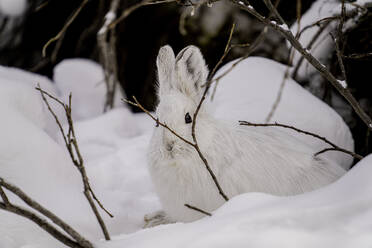 Weißer Schneeschuhhase in seinem verschneiten Bau sitzend, Denali National Park, Alaska, Vereinigte Staaten von Amerika, Nordamerika - RHPLF15813