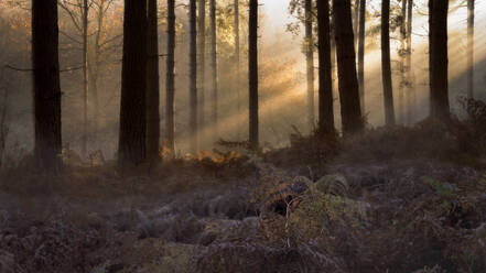 Waldmorgenlicht, Bäume und Farn mit Eis im Vordergrund mit Lichtstrahlen, die durch die Bäume dringen, Sherwood Forest, Nottinghamshire, England, Vereinigtes Königreich, Europa - RHPLF15821