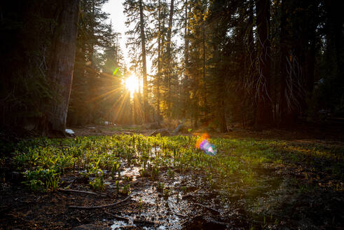 Sunset through the trees of a forest in Yosemite - CAVF86911