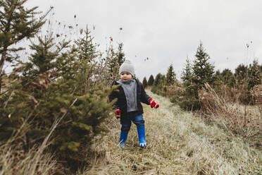 Toddler boy on Christmas tree hunt in tree farm - CAVF86963