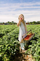 Smiling girl eating a strawberry in a strawberry field - CAVF86966