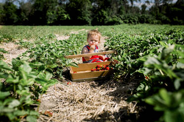 Toddler boy tasting a strawberry in a strawberry patch - CAVF86967