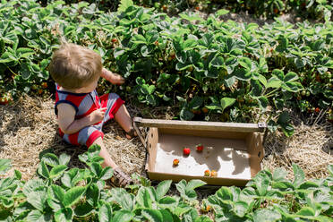 Kleiner Junge sitzt im Erdbeerfeld und füllt Eimer - CAVF86968