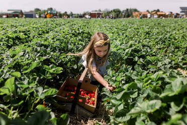 Girl sitting in strawberry field picking berries with a full bucket - CAVF86970