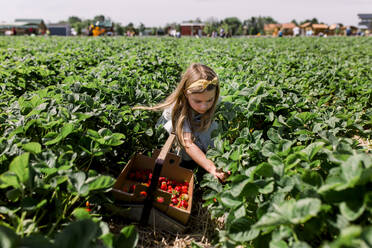 Mädchen sitzt im Erdbeerfeld und pflückt Beeren mit einem vollen Eimer - CAVF86970