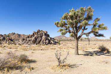 Joshua-Baum im Joshua Tree National Park, Kalifornien, Vereinigte Staaten von Amerika, Nordamerika - RHPLF15922