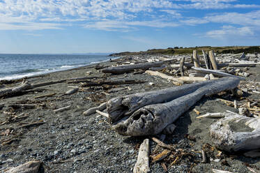 Riesige Baumstämme am Strand von San Juan Island, San Juan Islands Archipel, Washington State, Vereinigte Staaten von Amerika, Nordamerika - RHPLF15924