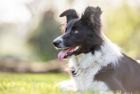 Porträt eines in der Nachmittagssonne liegenden Collies, Vereinigtes Königreich, Europa - RHPLF15966