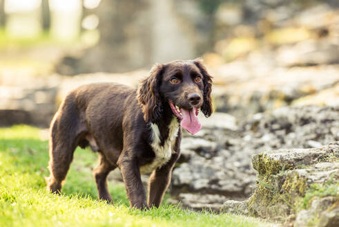 Hechelnder Spaniel in der Nachmittagssonne, Vereinigtes Königreich, Europa - RHPLF15967