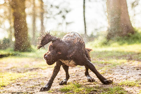 Spaniel beim Abschütteln des Wassers im Nachmittagssonnenlicht, Vereinigtes Königreich, Europa - RHPLF15970