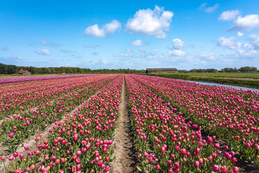 Riesiges rosa Tulpenfeld im Frühling - TAMF02510