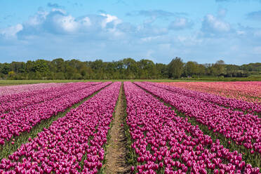 Riesiges rosa Tulpenfeld im Frühling - TAMF02514