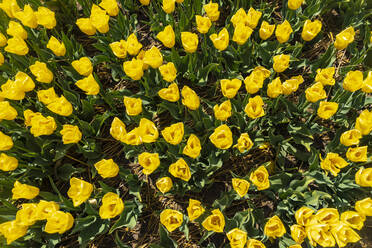 Gelbe Tulpen blühen auf einem Frühlingsfeld - TAMF02522